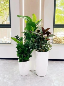 热词推荐！鄞州植物租摆方案，超赞的绿植选择！